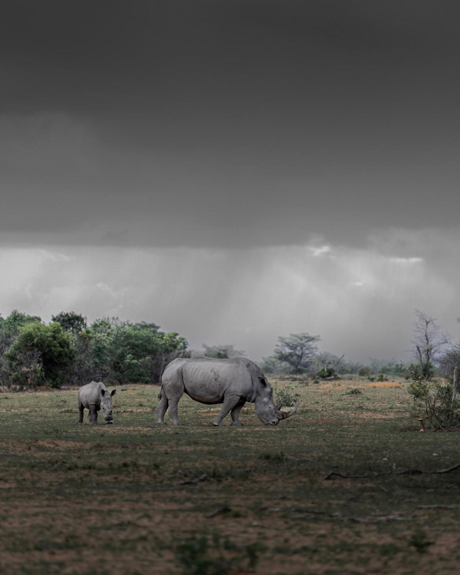 Sediba Luxury Safari Lodge Reserva de Welgevonden Exterior foto